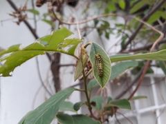 Mimoides thymbraeus aconophos