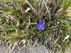 Gentiana arisanensis