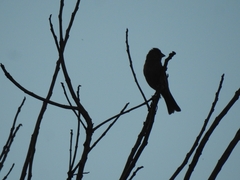 Haemorhous mexicanus