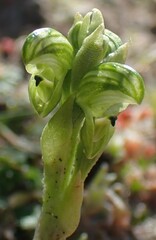 Pterostylis ziegeleri