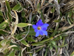 Gentiana arisanensis