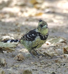 Trachyphonus vaillantii