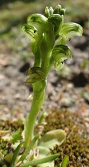 Pterostylis ziegeleri
