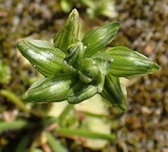 Pterostylis ziegeleri