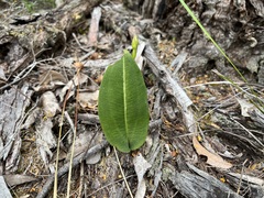 Cryptostylis ovata
