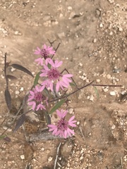 Palafoxia sphacelata