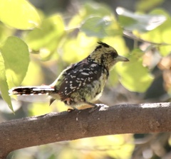 Trachyphonus vaillantii
