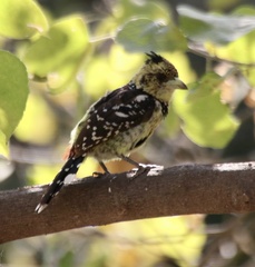 Trachyphonus vaillantii