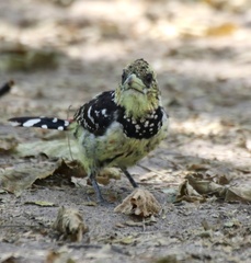 Trachyphonus vaillantii