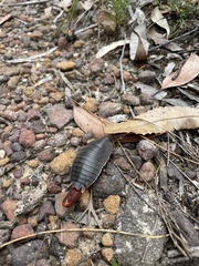 Polyzosteria limbata