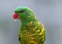 Trichoglossus chlorolepidotus