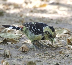 Trachyphonus vaillantii