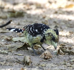 Trachyphonus vaillantii