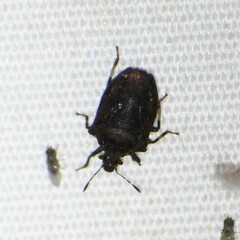 Amaurochrous cinctipes