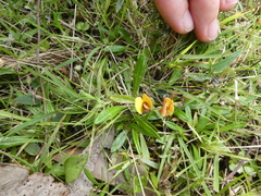 Bossiaea prostrata