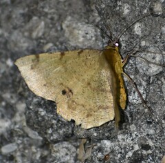 Erastria decrepitaria