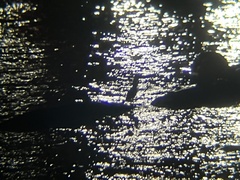 Nycticorax nycticorax