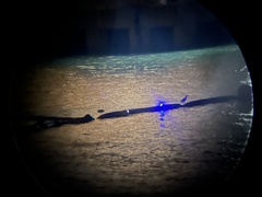 Nycticorax nycticorax