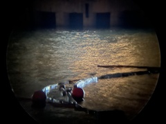 Nycticorax nycticorax