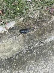Serrognathus titanus platymelus