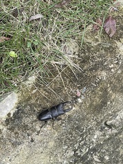 Serrognathus titanus platymelus