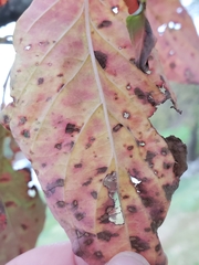 Elsinoe corni