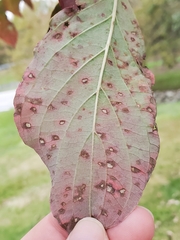 Elsinoe corni