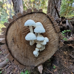Hemipholiota populnea