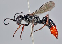 Dolichurus
