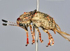 Anthribinae