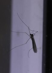 Trichocera annulata