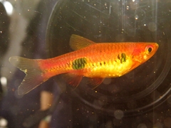Rasbora kalochroma