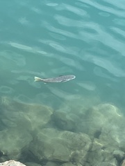 Ellochelon vaigiensis