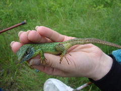 Lacerta viridis
