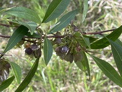 Dodonaea triquetra