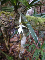 Jumellea stenophylla image