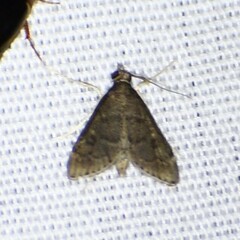 Steniodes declivalis