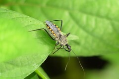 Rhynocoris marginellus