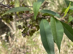Dodonaea triquetra