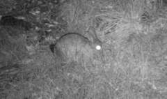 Pronolagus randensis