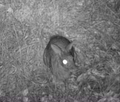 Pronolagus randensis