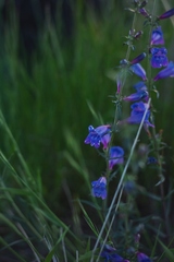 Penstemon heterophyllus