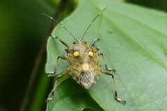 Dalpada oculata