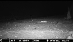 Didelphis virginiana