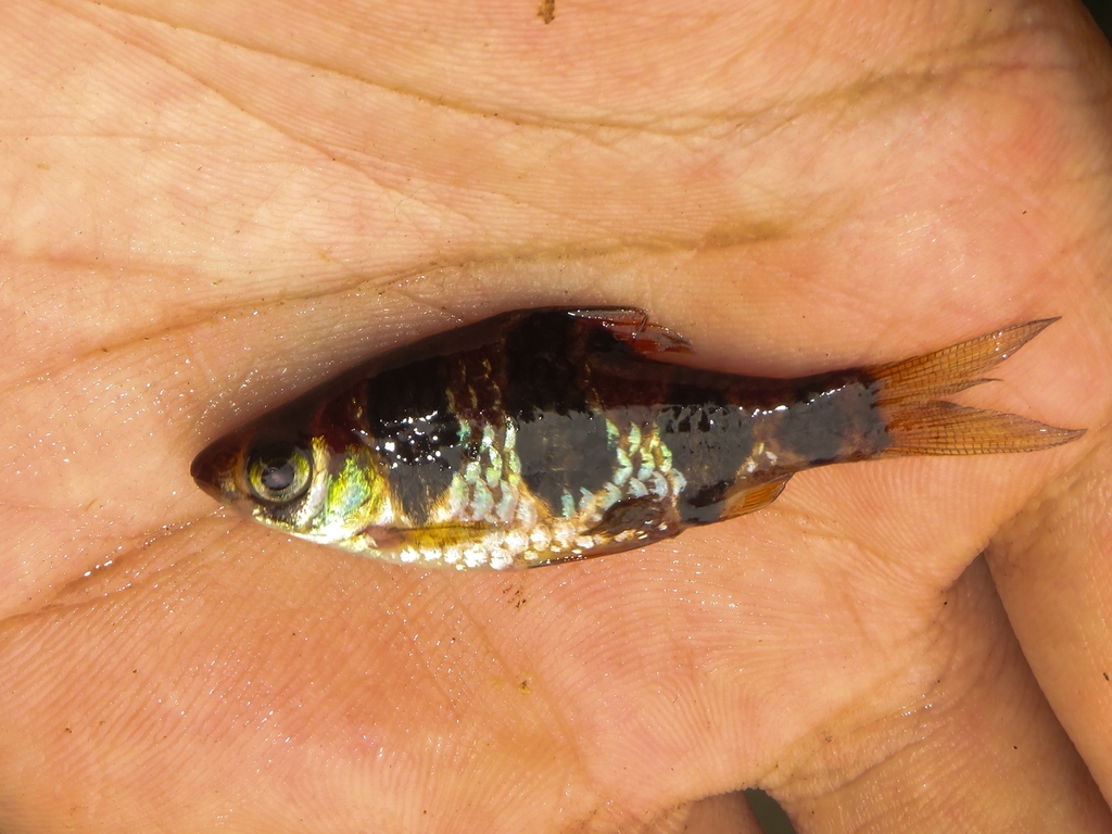 Snakeskin Barb (Desmopuntius rhomboocellatus)