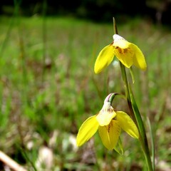 Diuris chryseopsis
