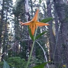 Lilium