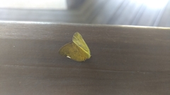 Ricania sublimata
