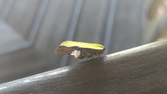Ricania sublimata