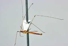 Yemma gracilis